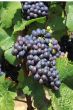 grape