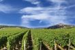 Grape harvest