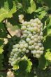 bunch of grapes