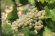 bunch of grapes