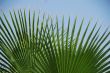 palm leaf on the beach