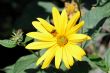 yellow flower with a fly