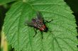 fly on a leaf