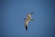 gull in flight over