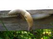 little slugs