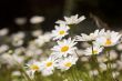 White Daisies