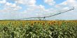 field of sunflowers