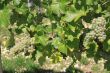 bunch of grapes