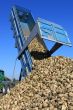 beet harvest
