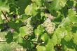 bunch of grapes