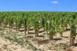 grapevine
