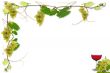 vines and grapes