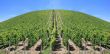 Vineyard