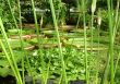 watery plants