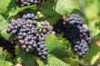bunch of grapes