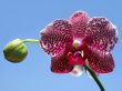 purple and white orchid