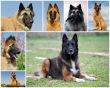 belgian shepherd tervueren