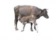 grey cow with calf