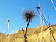 Meadow plant on the caucasus summer field