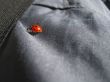 Ladybug walking on the jeans. Summertime outdoor