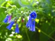 Blue flowers blooming in the meadow in summertime