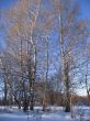 White birches in the row and morning winter wood