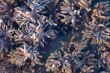 Sarcophyton corals
