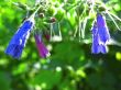 Blue flowers blooming in the meadow in summertime