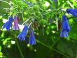 Blue flowers blooming in the meadow in summertime
