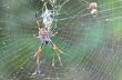 Golden Orb Weaving Spider