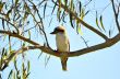 Kookaburra