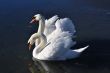 Two lovely swans