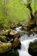 Forest waterfall
