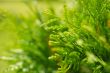 Green plants