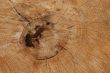 Wood background