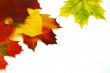 Colored leaves