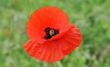 poppy