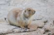 prairie dog