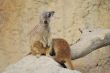 suricates