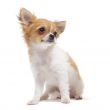 puppy chihuahua