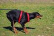 dangerous doberman