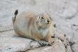 prairie dog