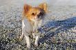 dressed chihuahua in winter