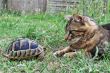 Tortoise and cat