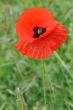 poppy