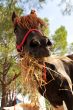 pony and hay