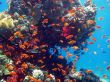 coral fish