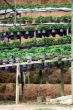 Strawberry pots in the Strawberry Farm