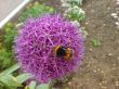 Bumblebee on the violet flower. Spring nature