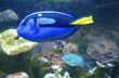 Tropical exotic fishes underwater on the bottom